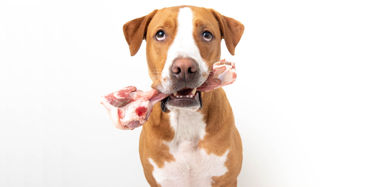 Is it good for dogs to eat bones best sale