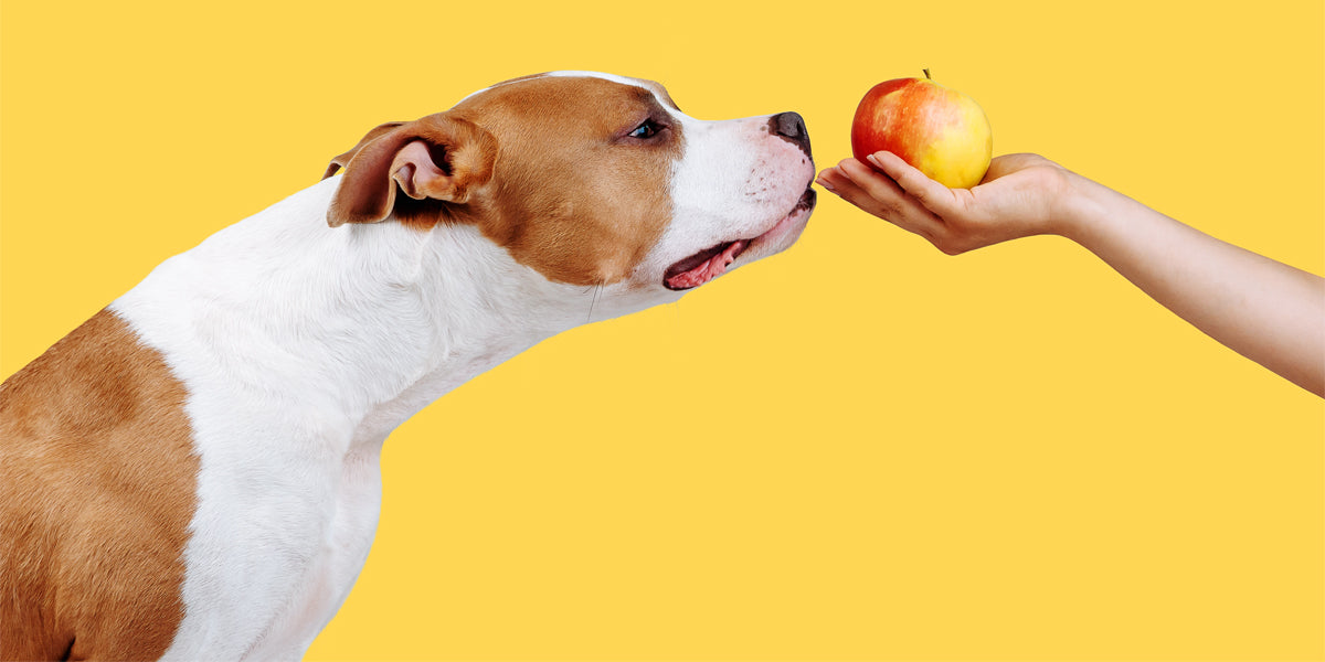 Can dogs eat fruit BullyStick