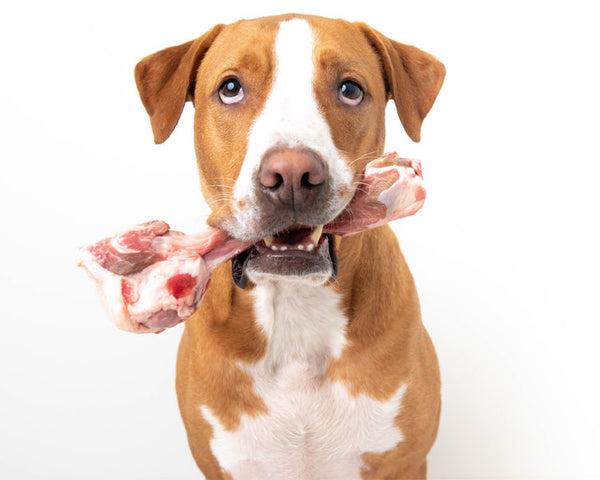 Are Bones Good for Dogs